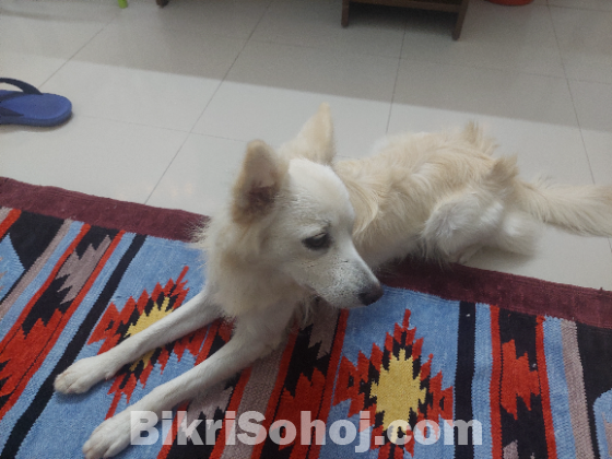 Selling Japanese Spitz Dog